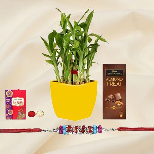 Beautiful 2 Tier Lucky Bamboo Plant for Rakhi