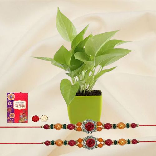 Send Rakshabandhan Wishes with a Money Plant & 2 Rakhis